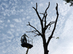 Abattage d'un arbre dangereux avec nacelle à Avrillé