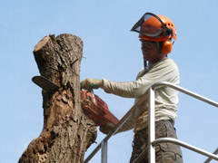 Abattage d'un arbre dangereux avec nacelle à Avrillé