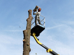 Abattage d'un arbre dangereux avec nacelle à Avrillé