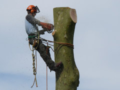 Abattage par démontage d'un platane à Candé