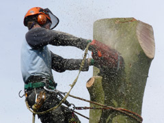 Abattage par démontage d'un platane à Candé