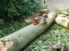 Abattage par démontage d'un platane à Candé