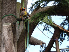 Élagage d'une branche cassé d'un cèdre à Angers
