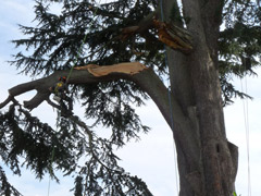 Élagage d'une branche cassé d'un cèdre à Angers