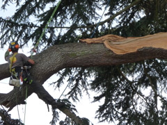 Élagage d'une branche cassé d'un cèdre à Angers