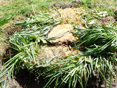 Suppression d'une souche à Bouchemaine