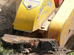 Suppression d'une souche à Bouchemaine