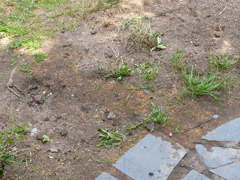 Suppression d'une souche à Bouchemaine