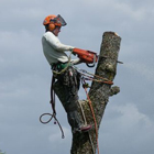 service abattage et démontage