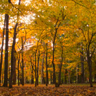 service élagage, abattage, démontage et rognage de souches