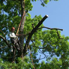 service élagage, taille et soins des arbres