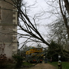 service d'élagage d'urgence